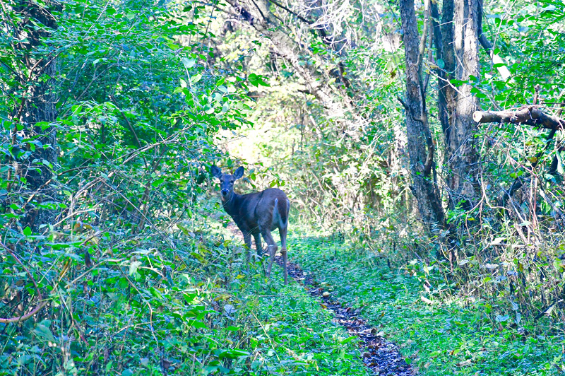 The DUMP Mountain Biking Trail
